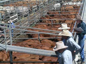 Dalrymple Sales Yards - Cattle Sales - Accommodation QLD 0