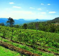 Preston Peak Wines - Accommodation QLD