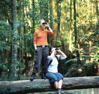 Birdwatching on the Fraser Coast - Accommodation QLD