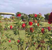 Elizabeth Park Rose Gardens - Accommodation QLD