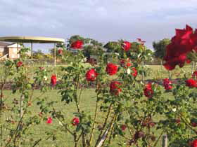 Elizabeth Park Rose Gardens - Accommodation QLD 0