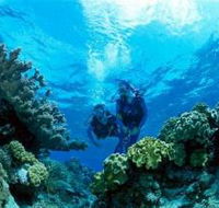 Coral Gardens Dive Site - Accommodation QLD
