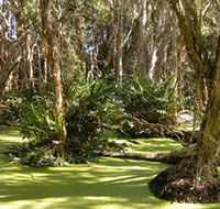 Arkarra Lagoons and Tea Gardens - Accommodation QLD