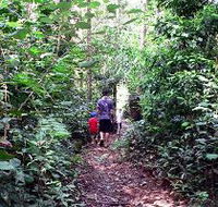 Malanda Falls Rainforest Walk Malanda Falls Conservation Park - Accommodation QLD