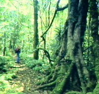 Mt Superbus - Accommodation QLD