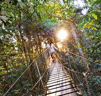 Tree Top Walkway - Accommodation QLD