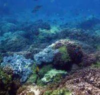 Hoffman's Rocks Dive Site - Accommodation QLD