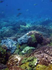Hoffman's Rocks Dive Site - Accommodation QLD 0