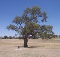 Historic Coolabah Tree - Accommodation QLD