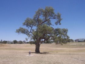 Historic Coolabah Tree - Accommodation QLD 0
