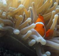 Flat Rock Dive Site - Accommodation QLD