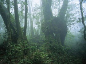 West Canungra Creek Circuit - Accommodation QLD 0