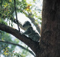 Daisy Hill Conservation Park - Accommodation QLD