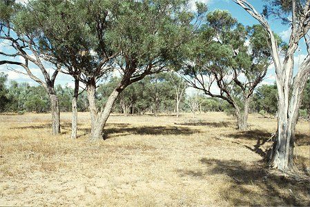Forest Den National Park - Accommodation QLD 0