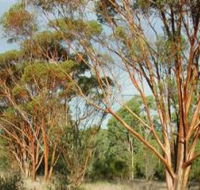 Myall Park Botanic Garden - Accommodation QLD