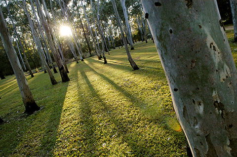 Tondoon Botanic Gardens - Accommodation QLD 0