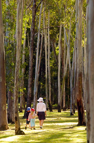 Tondoon Botanic Gardens - Accommodation QLD 3