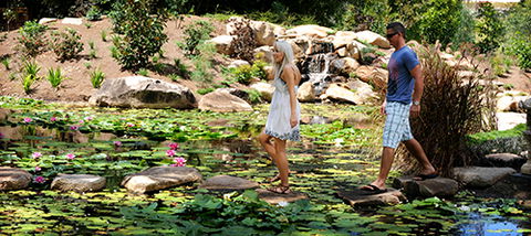 Tondoon Botanic Gardens - Accommodation QLD 7