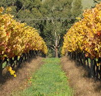 Wild Dog Winery  Restaurant - Accommodation QLD
