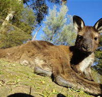 Ballarat Wildlife Park - Accommodation QLD