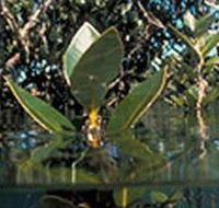 Jawbone Marine Sanctuary - Accommodation QLD