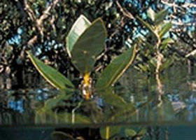 Jawbone Marine Sanctuary - Accommodation QLD 0