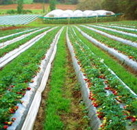 Kookaberry Strawberry Farm - Accommodation QLD