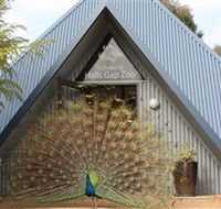 Halls Gap Zoo - Accommodation QLD