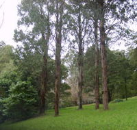 Mount Dandenong Arboretum - Accommodation QLD