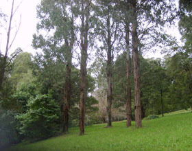 Mount Dandenong Arboretum - Accommodation QLD 0