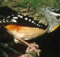 Reef Hills State Park - Accommodation QLD