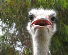 The Vault - Hastings Ostrich Farms & Crown Exotic Leather - Accommodation QLD 0