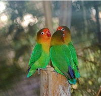 Ballarat Bird World - Accommodation QLD