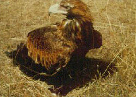 Long Forest Nature Conservation Reserve - Accommodation QLD 0