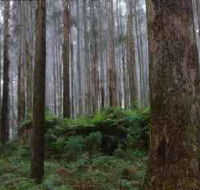Kinglake National Park - Accommodation QLD