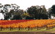 Stanton And Killeen Wines - thumb 2