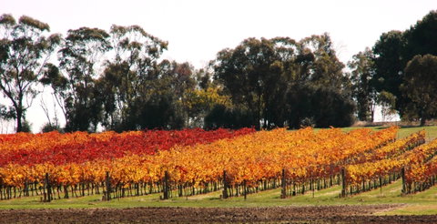 Stanton And Killeen Wines - Accommodation QLD 2