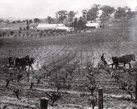 Stanton And Killeen Wines - Accommodation QLD 10