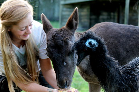 Great Ocean Road Wildlife Park - Accommodation QLD 2