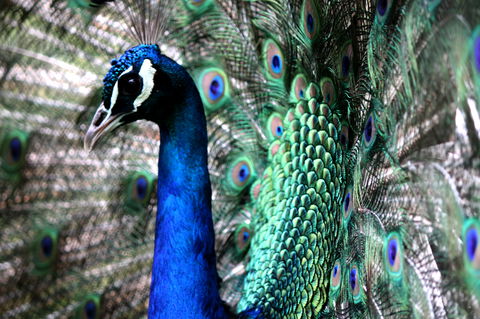 Great Ocean Road Wildlife Park - Accommodation QLD 5