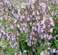 Otway Herbs - Accommodation QLD