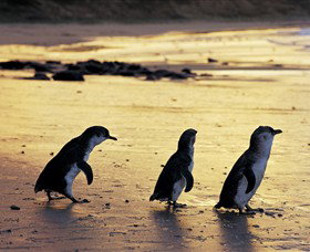 Ventnor VIC Accommodation QLD