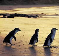Phillip Island Nature Park - Accommodation QLD