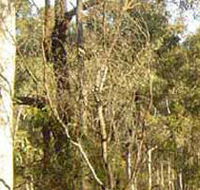 Warby-Ovens National Park - Accommodation QLD