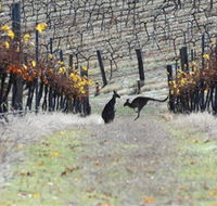 Blue Pyrenees Estate - Accommodation QLD