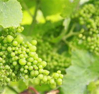 Waratah Hills Vineyard - Accommodation QLD