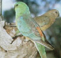 Lake Albacutya Regional Park - Accommodation QLD