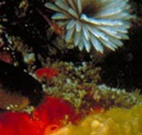 Point Cooke Marine Sanctuary - Accommodation QLD
