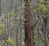 Heathcote-Graytown National Park - Accommodation QLD