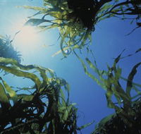Marengo Reefs Marine Sanctuary - Accommodation QLD
